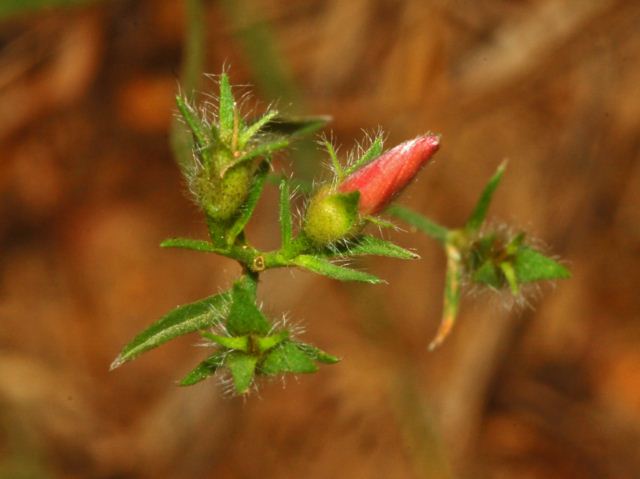 Convolvulus cantabrica